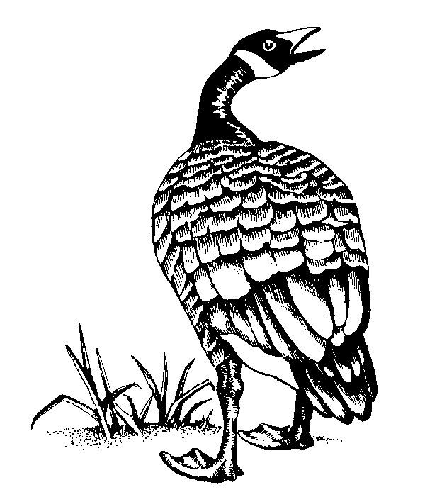 the Canadian goose logo